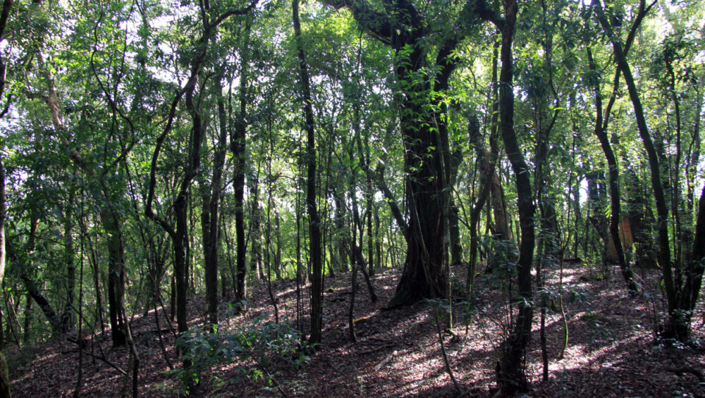 visit to a sacred forest in meghalaya