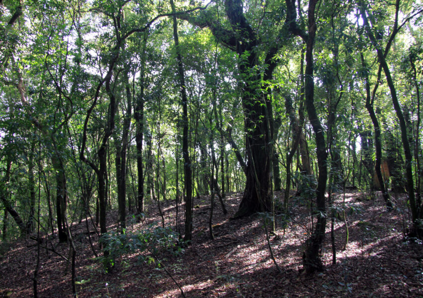 visit to a sacred forest in meghalaya