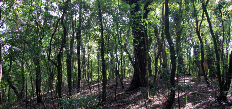 visit to a sacred forest in meghalaya